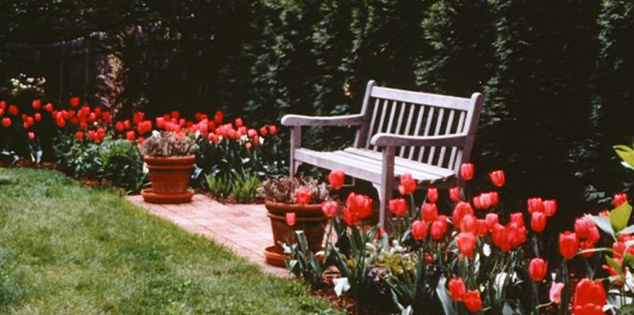  Organic Plantings - Pool Landscaping - Water Gardens & Water Features